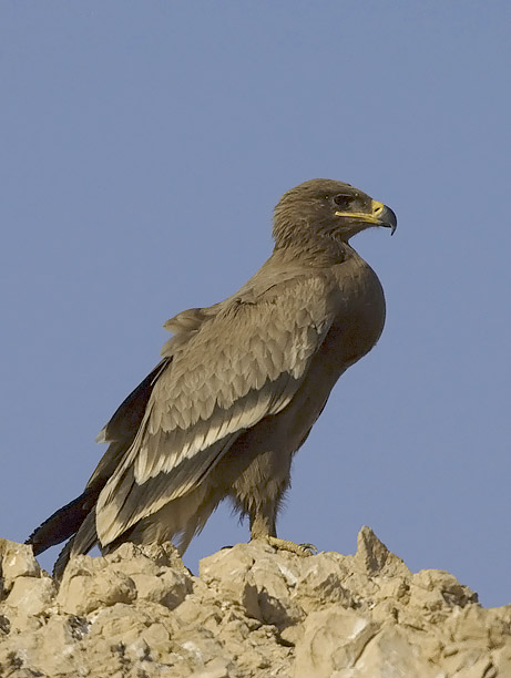 Arokotka, Steppe Eagle, Aquila nipalensis